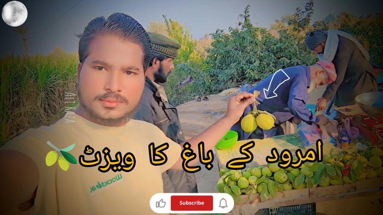 Amrud k bagh ka visit Kiya 🫒🙂🇵🇰 full bagh ka round 😱#youtubevideo #alirazavlog #youtube 