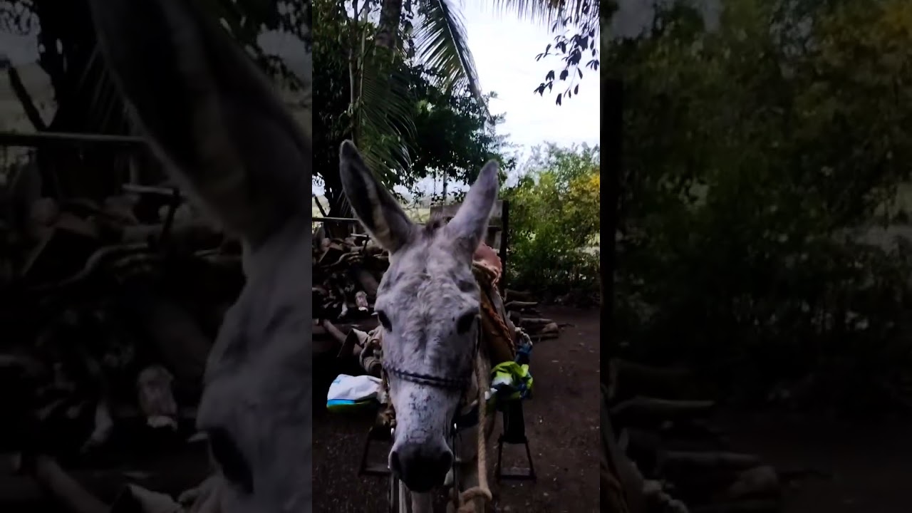 Pablo Espinoza El Puritito Traqueteo 