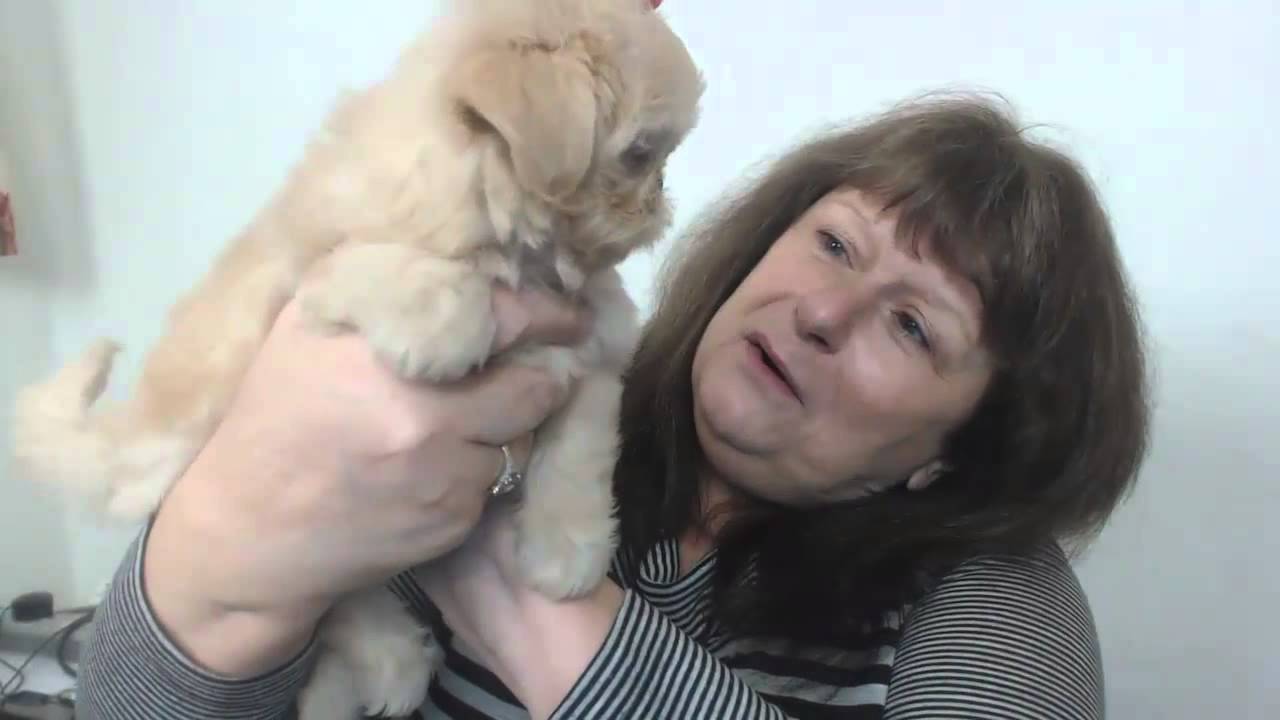 Three Imperial Shih Tzu Puppies Including White Shih Tzu Puppy – Karashishi Shihtzus