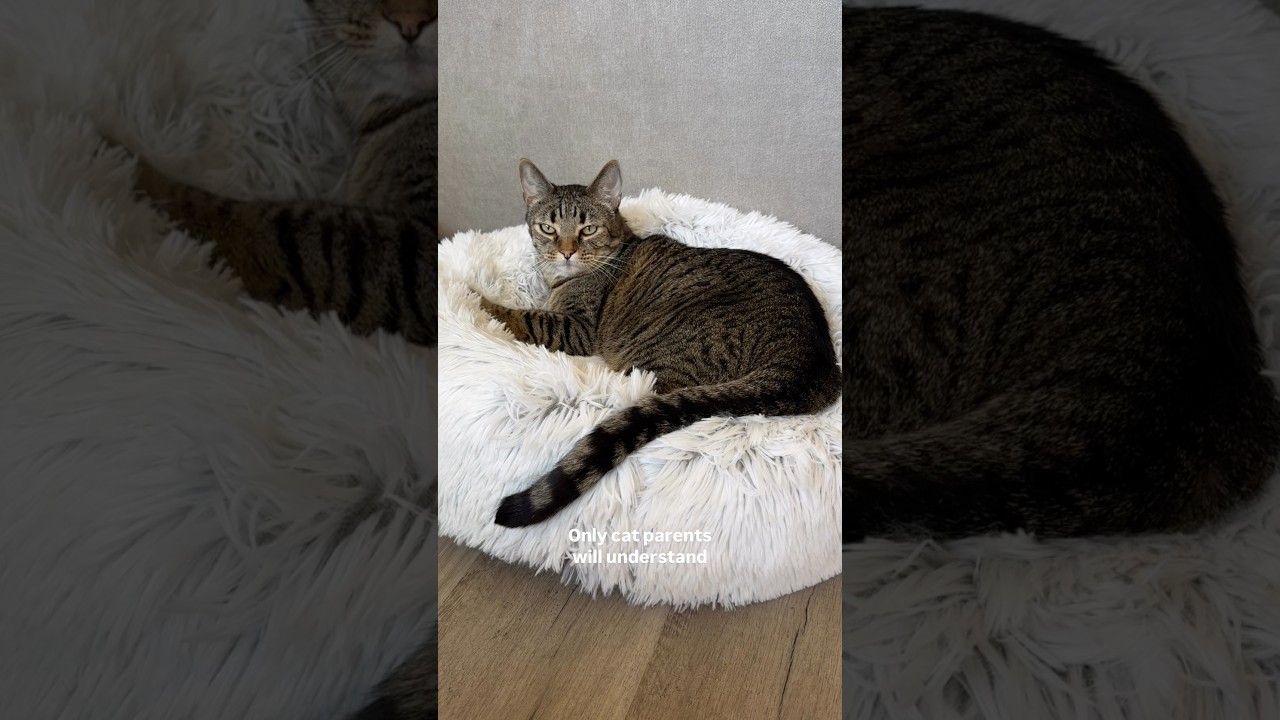 Does your cat slow blink at you? 😍 #viral #cat #shorts #catlovers #tabbycat #slowblink