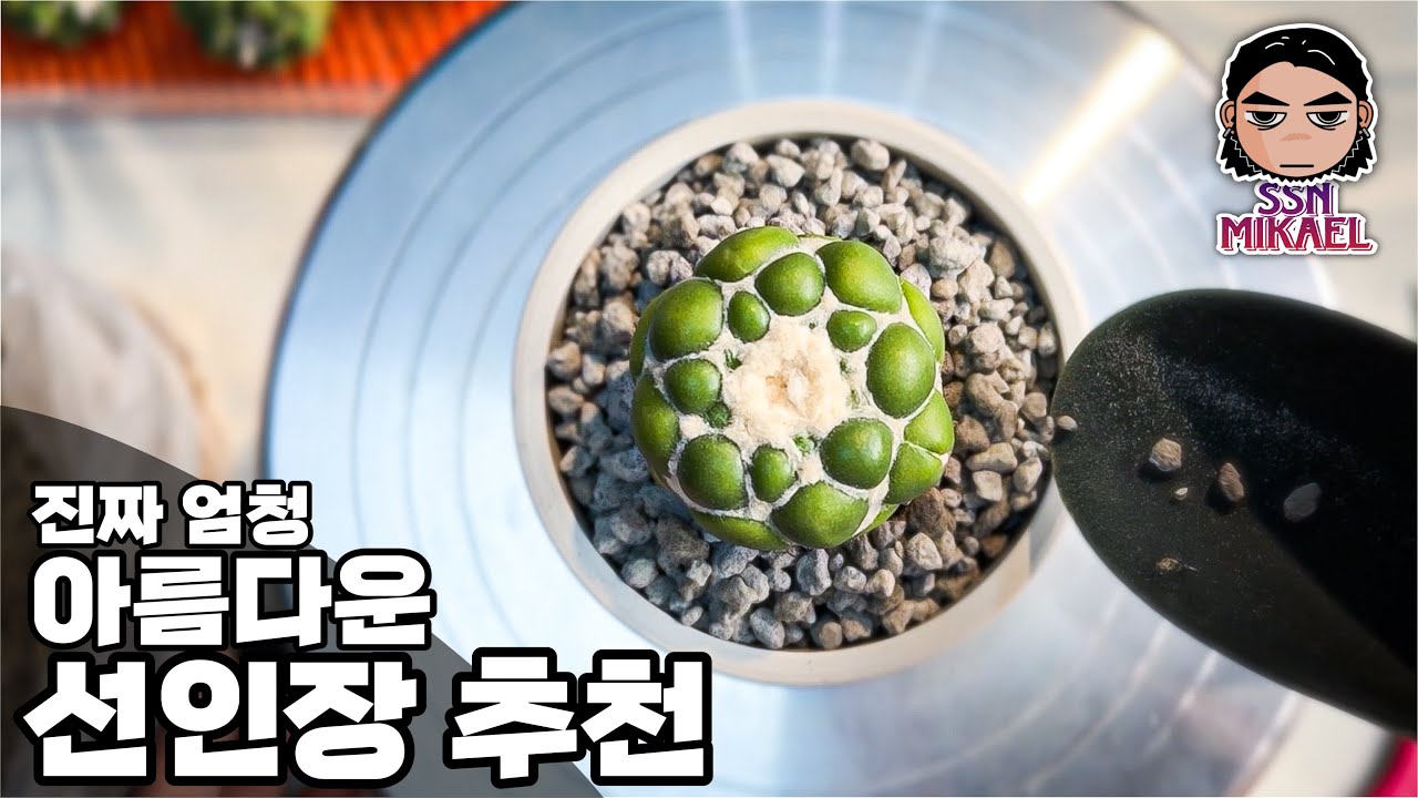 무자 상아환 선인장 분갈이 꿀팁! 이렇게 하면 안죽어요/ Coryphantha elephantidens inermis REPOTTING