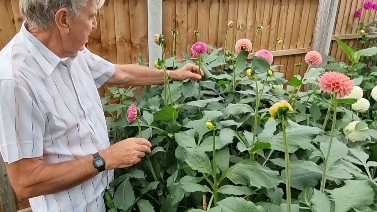 The Dave Spencer, plot tour and new varieties 2021