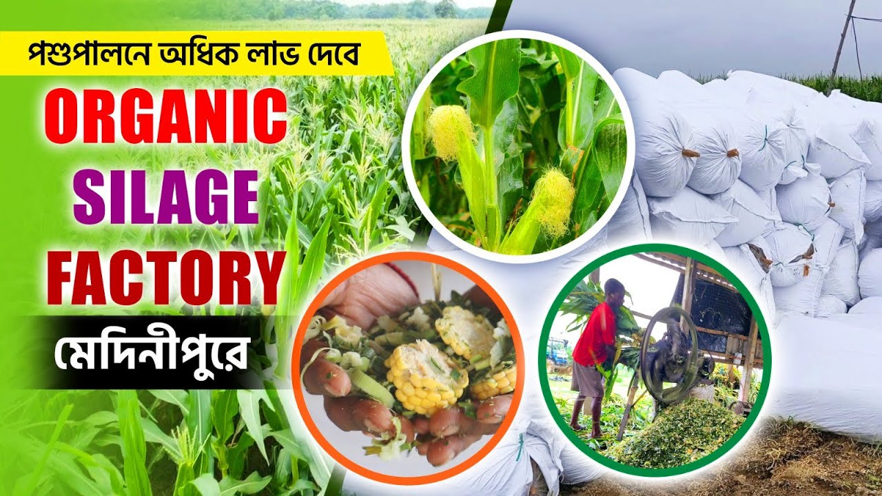 100% Organic সাইলেজ তৈরি কারখানা Biggest Silage factory in West Bengal | corn silage making