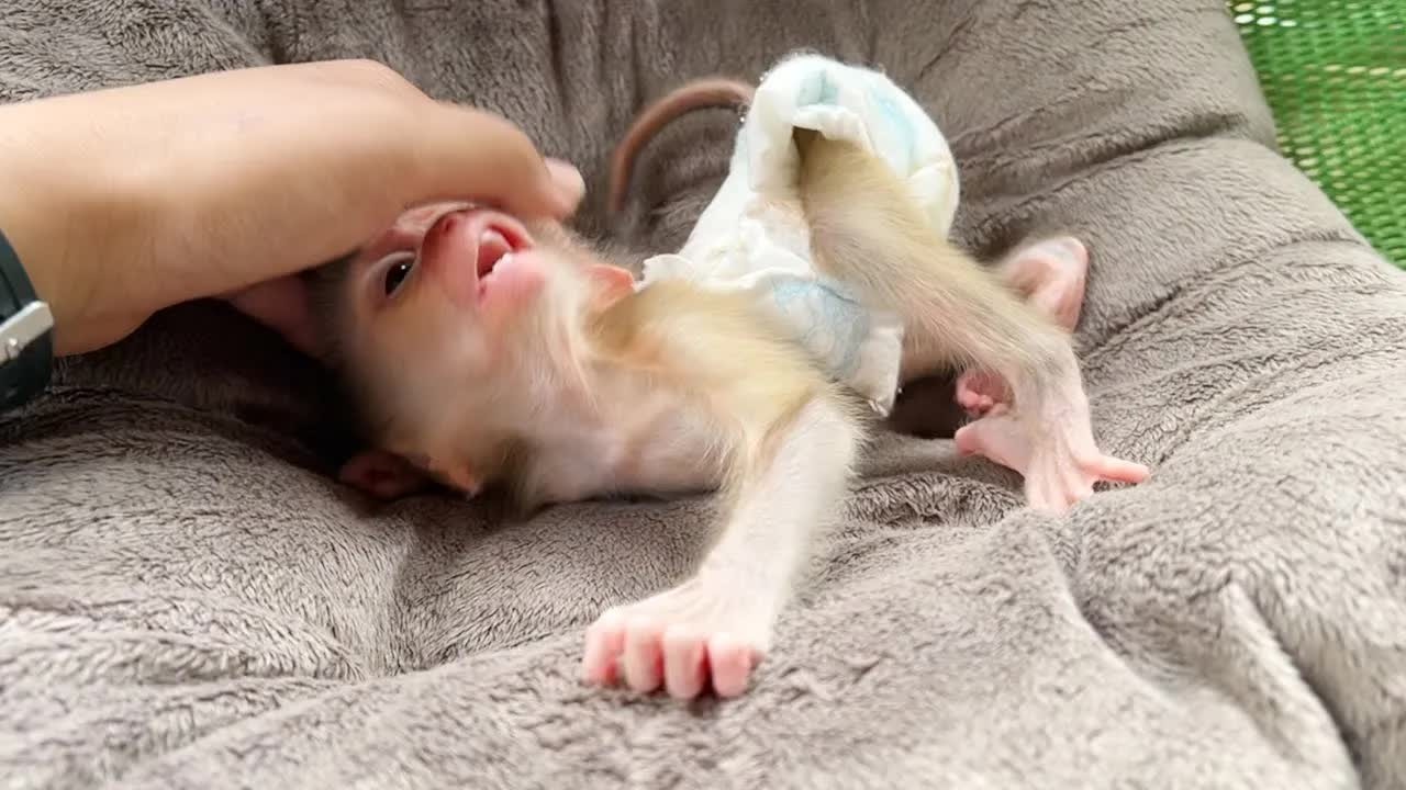 Baby Monkey Mato Keep Reject Sleeping Even Mom Comforting