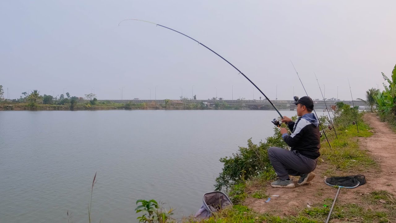 Câu bom nổi dính đàn cá mè giật liên tục
