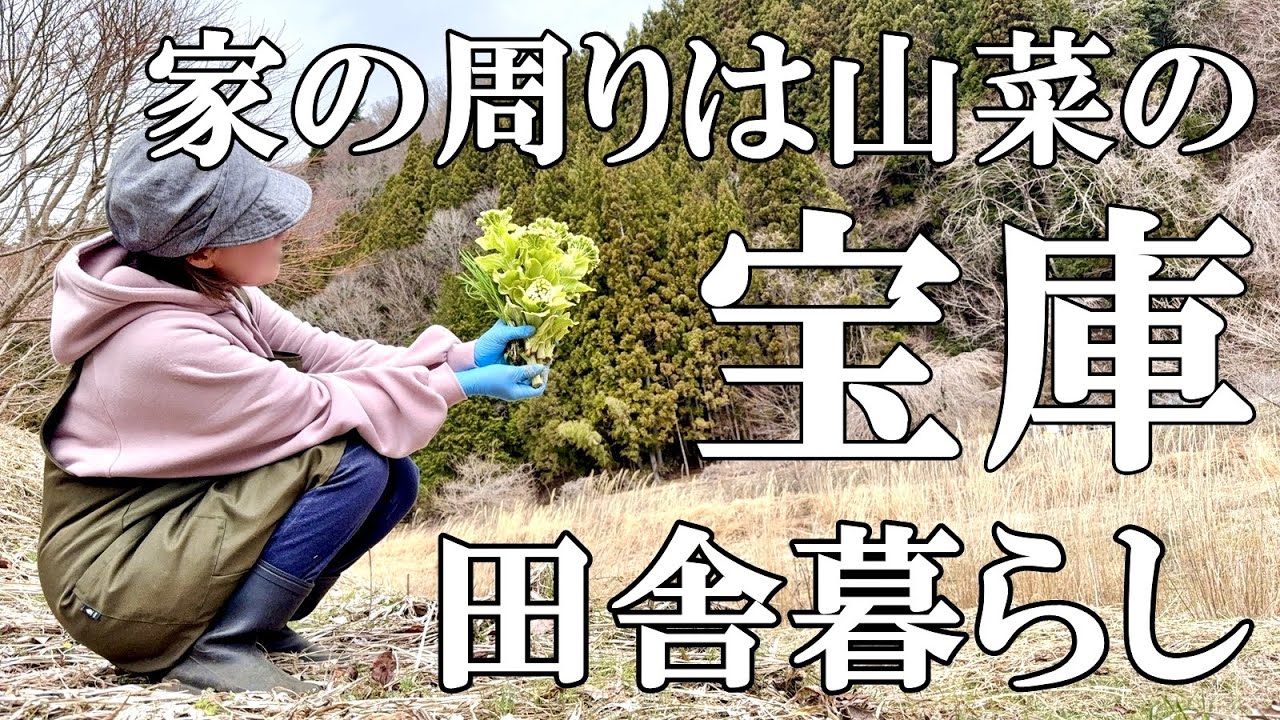 【山菜採り】伸びたふきのとうは絶品！野草ノビル アサツキ カンゾウ収穫  ふきのとうの煮物と猫の成長  自然豊かな山奥暮らしの日々｜村暮らし｜移住｜料理【標高800mの田舎暮らし】