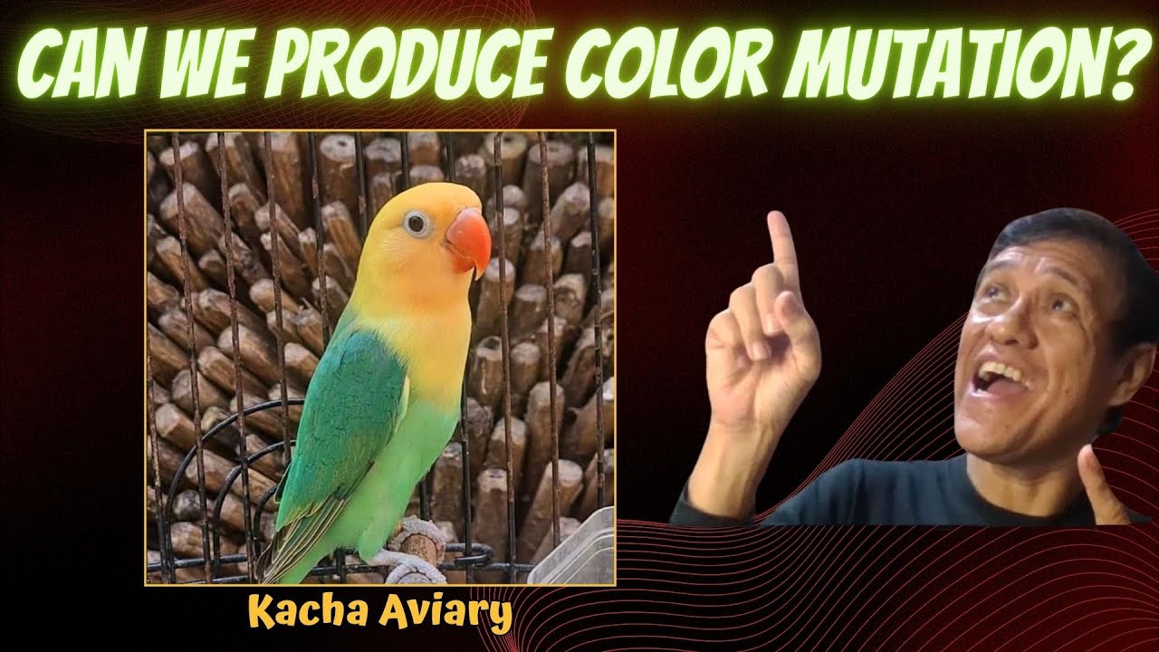 Can we produce color mutation?