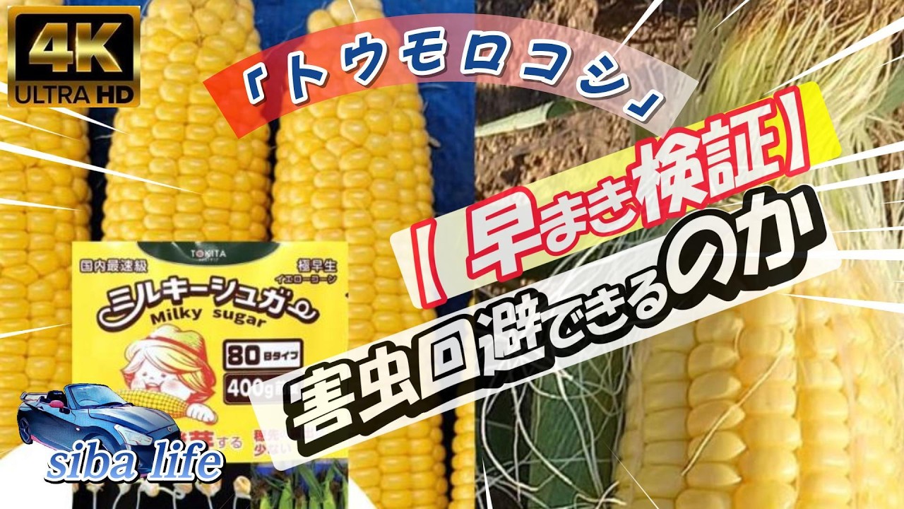 4ｋ【早まき検証、○○できるのか】トウモロコシ、知らないと損、土づくり〜植え付けまで完全解説、2026.3.1 siba life.#とうもろこし #家庭菜園 #農業 #初心者 .