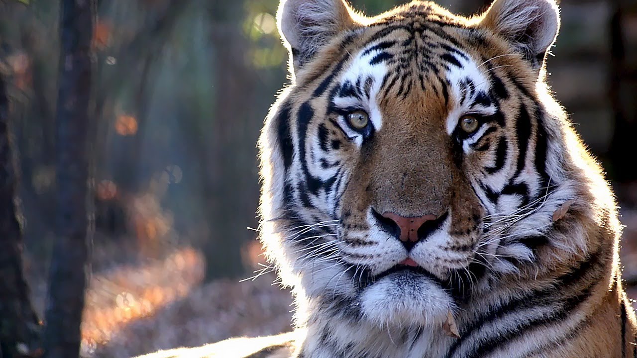 Rajah, the tiger rescued on Charlotte road 15 years ago, has died