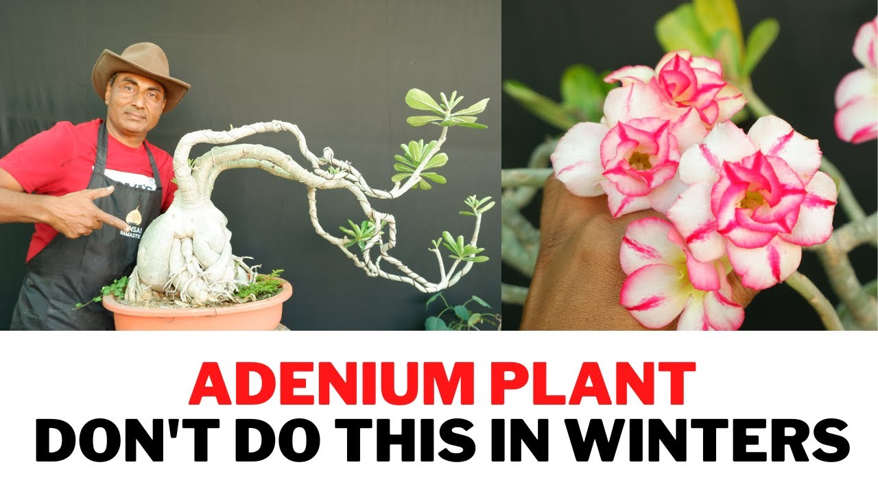 Save Your Adeniums/ Winter Care