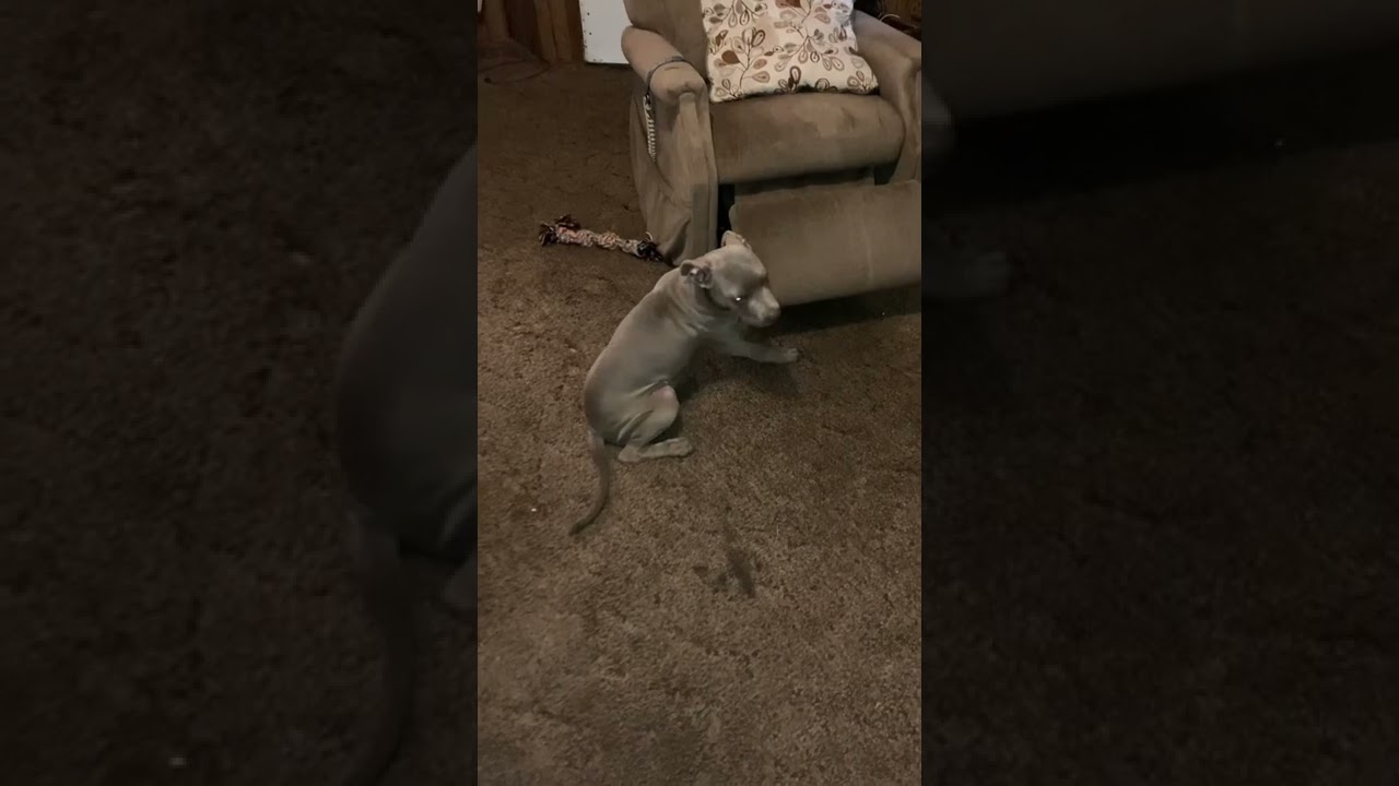 Pitbull puppy ate the roach ashtray. My baby is stoned.