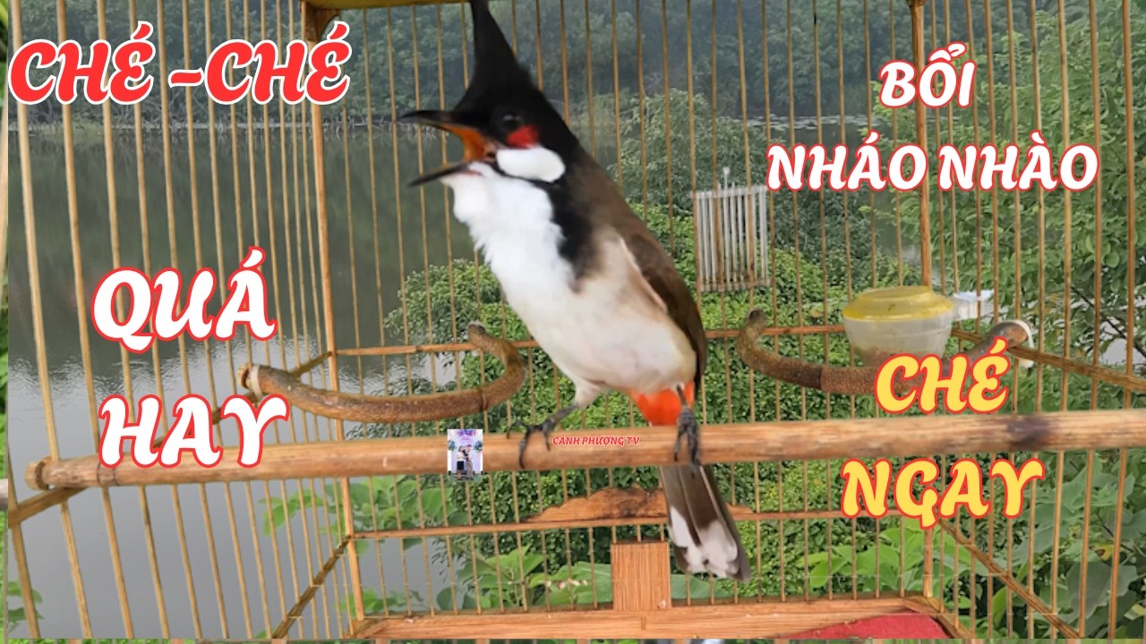 Chào mào hót | Luyện giọng chào mào hót sáng kích bổi ra âm hót đấu căng lửa | kich chao mao hot dau