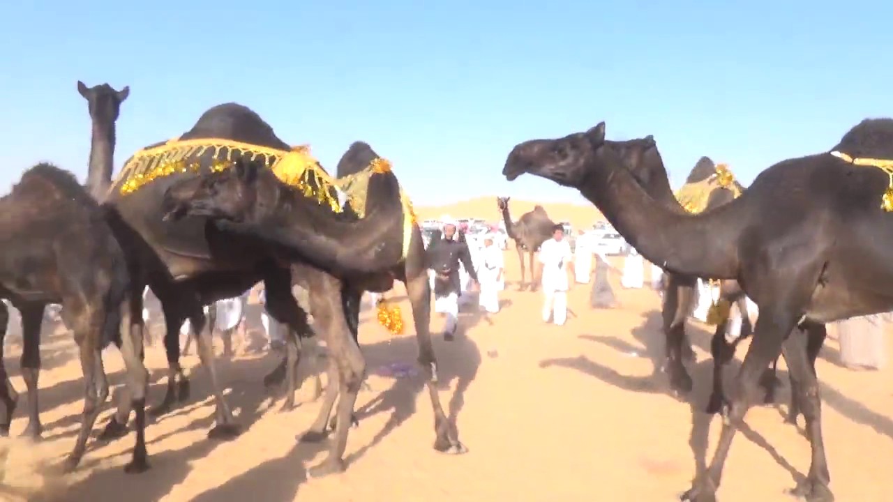 مزاين قبيلة ال عامر للإ بل