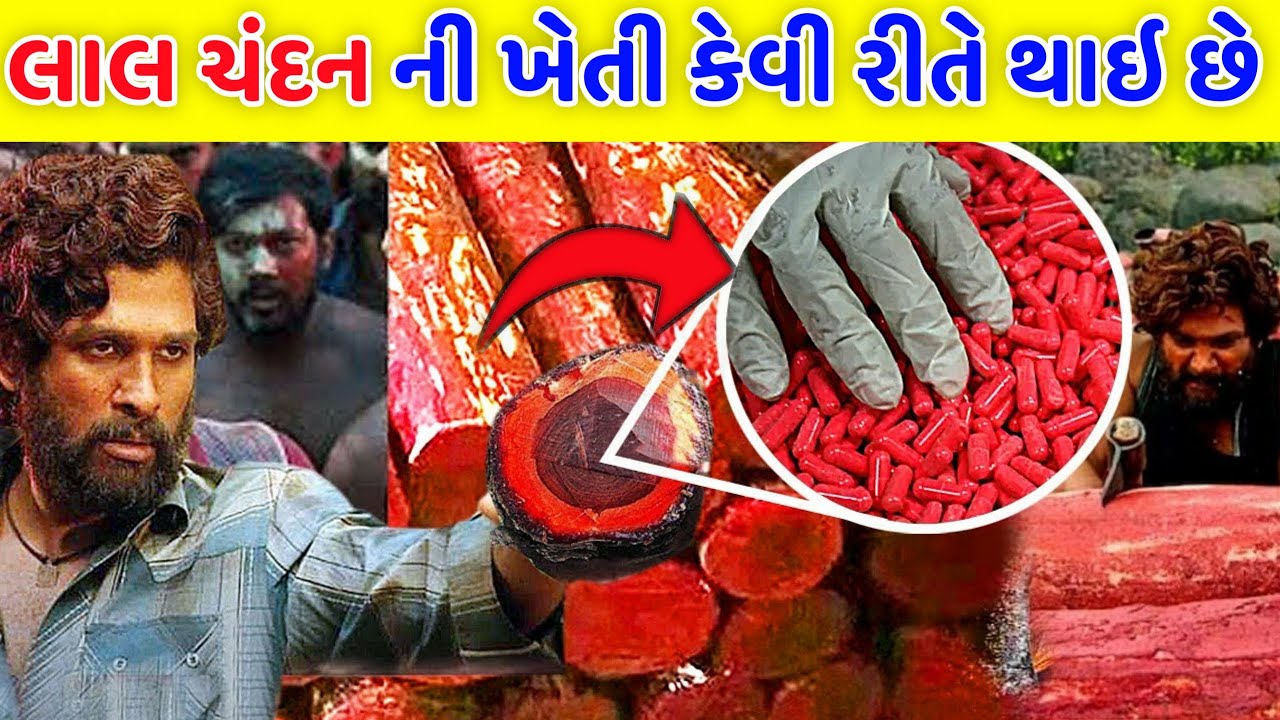 How is red sandalwood cultivated? | Why is red sandalwood so expensive? | How To Farming Red sandalwood