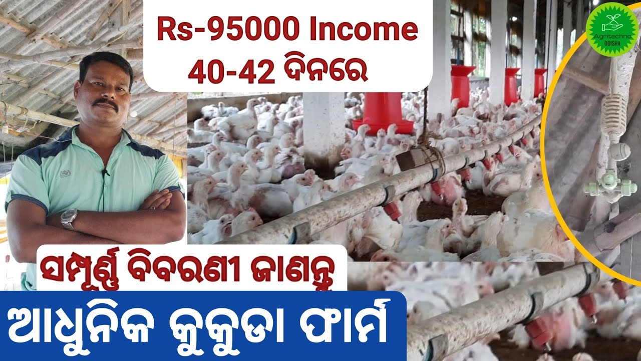 How to Start Poultry Farming in Odisha// Modern Poultry Farm//Open Shed Poultry Farm//Nipple Drinker