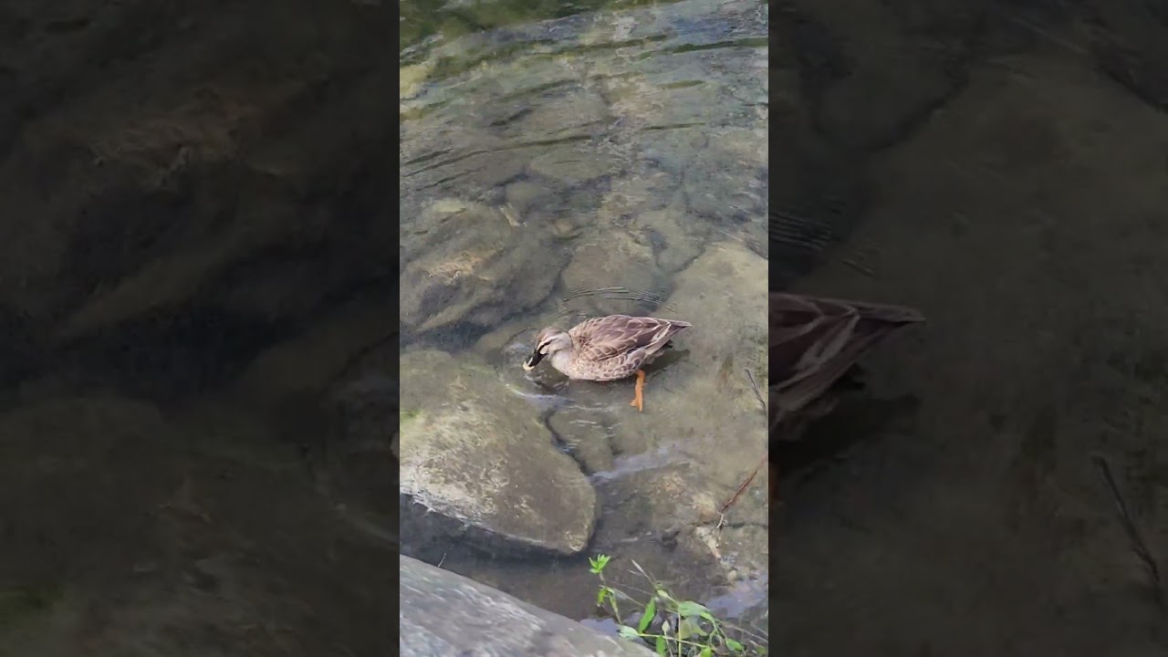 Playing in the water alone #nature #river #summer #duck