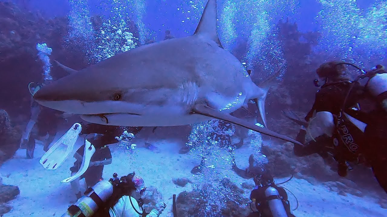 Roatan 2024 - Day 6 Shark Dive