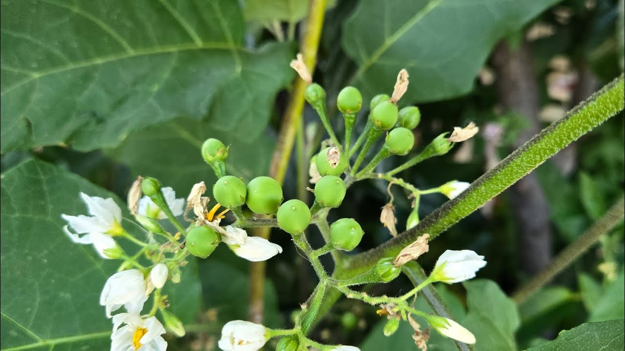 I love gardening 🥬🥒🍓🍅🌶🌽🧄🫜🫑