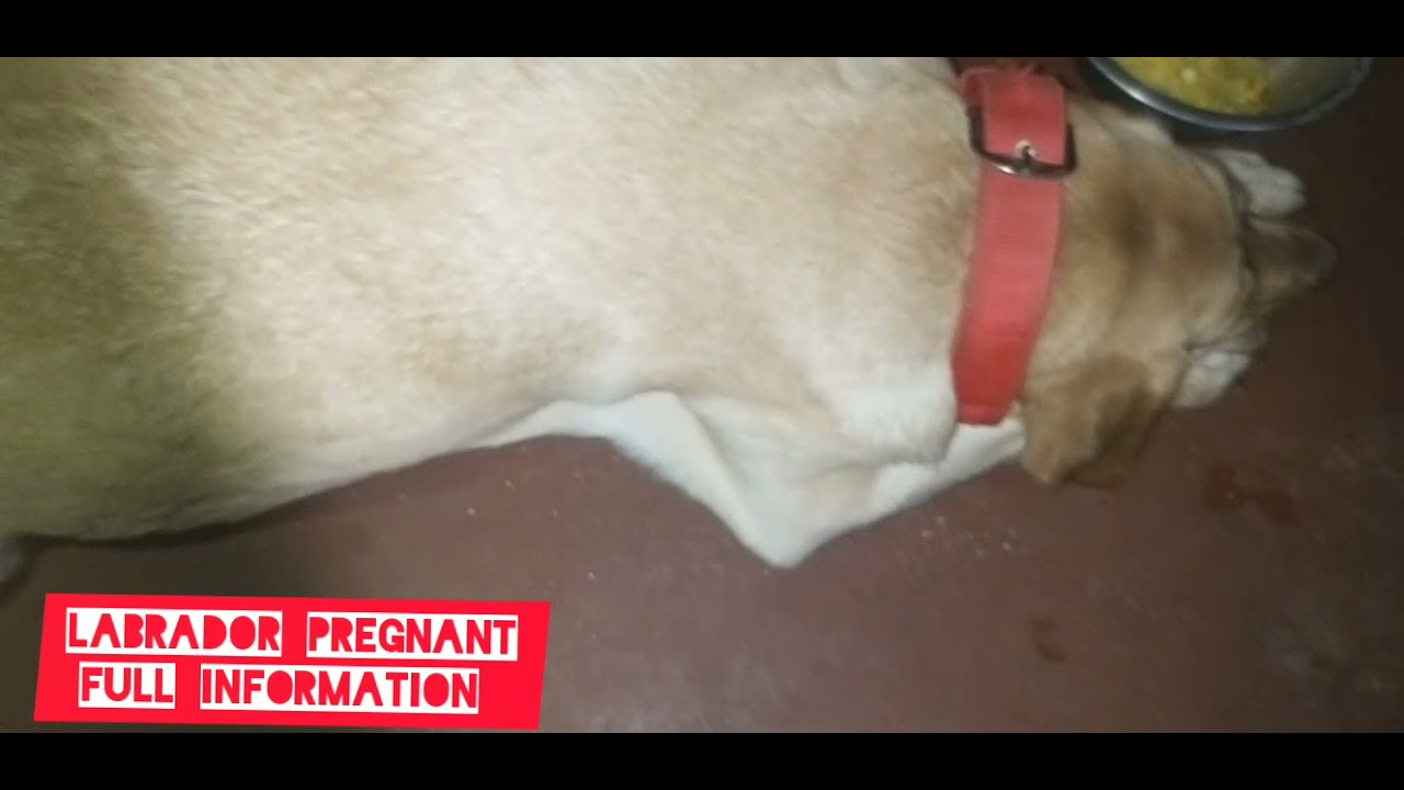Labrador labour pain Full Information