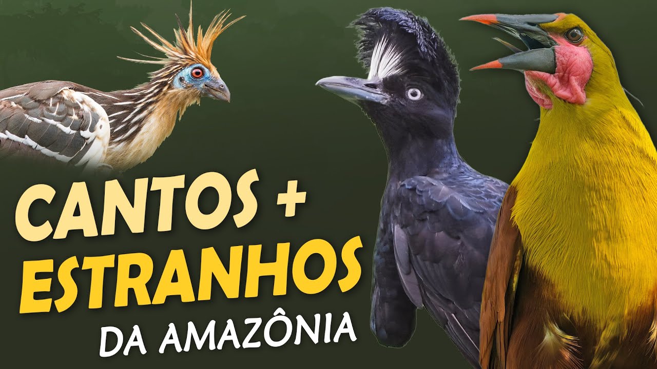 Os 15 CANTOS MAIS ESTRANHOS de AVES DA AMAZ&Ocirc;NIA!