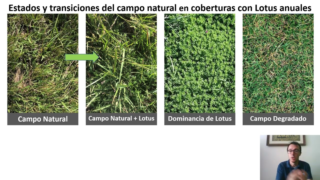¿Cómo cuidar el balance leguminosas anuales / campo natural en mejoramientos?