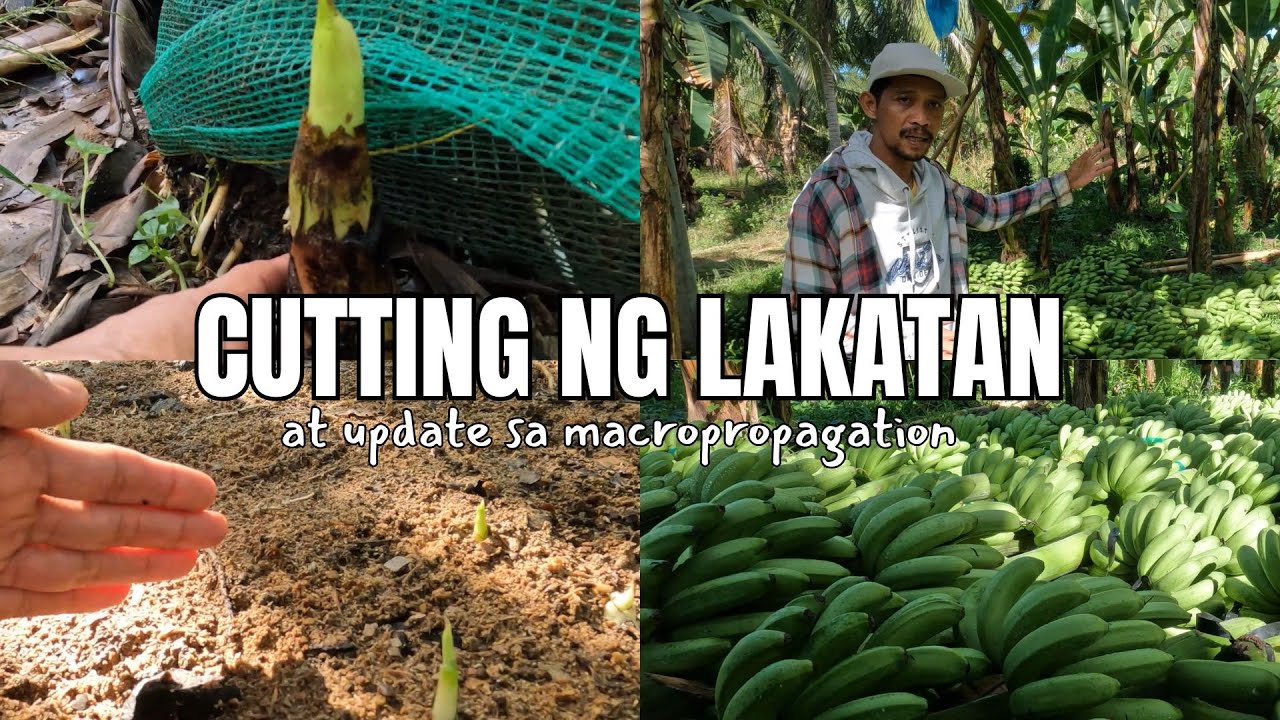 Cutting ng lakatan, ang daming buwig!