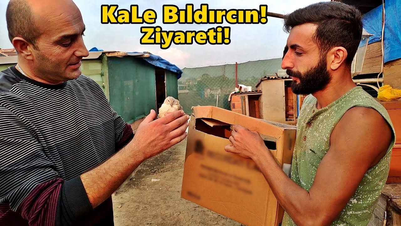 Kale Bıldırcın'dan Hediye Horozumuz Ve Bıldırcınlar.!-Kümes Gezisi!-#Tekirdağ#civciv#bıldırcın