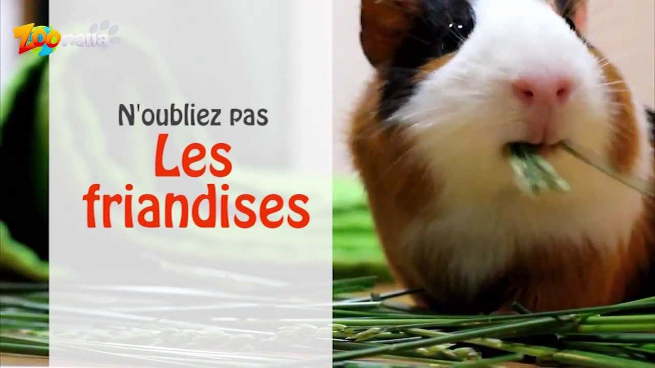 Quelle nourriture donner au cochon d'Inde ?