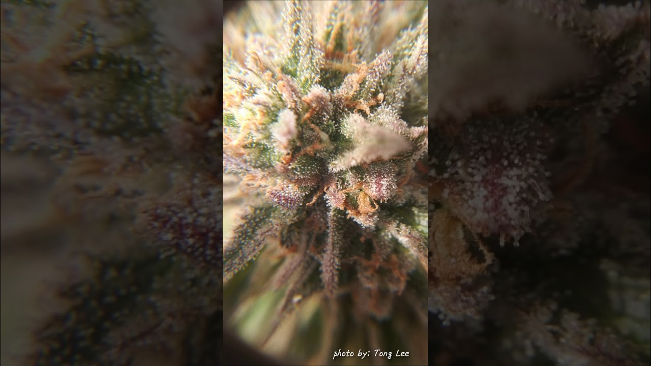Acres Cannabis 2019