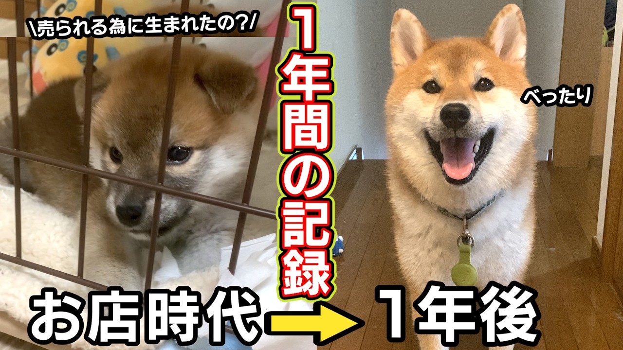 【ショーケースから家犬へ。】親ガチャ失敗した柴犬のお迎え初日から1年間の成長記録。