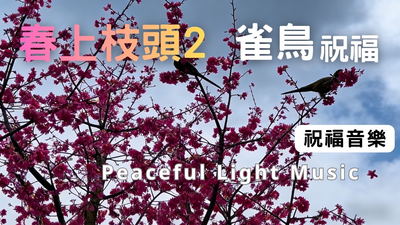 早晨音樂時光 | 英國春日實拍 | 雀鳥啄櫻花・花瓣祝福 1小時 | 在樹下接收大自然的禮物 #療癒鋼琴 #祝福音樂