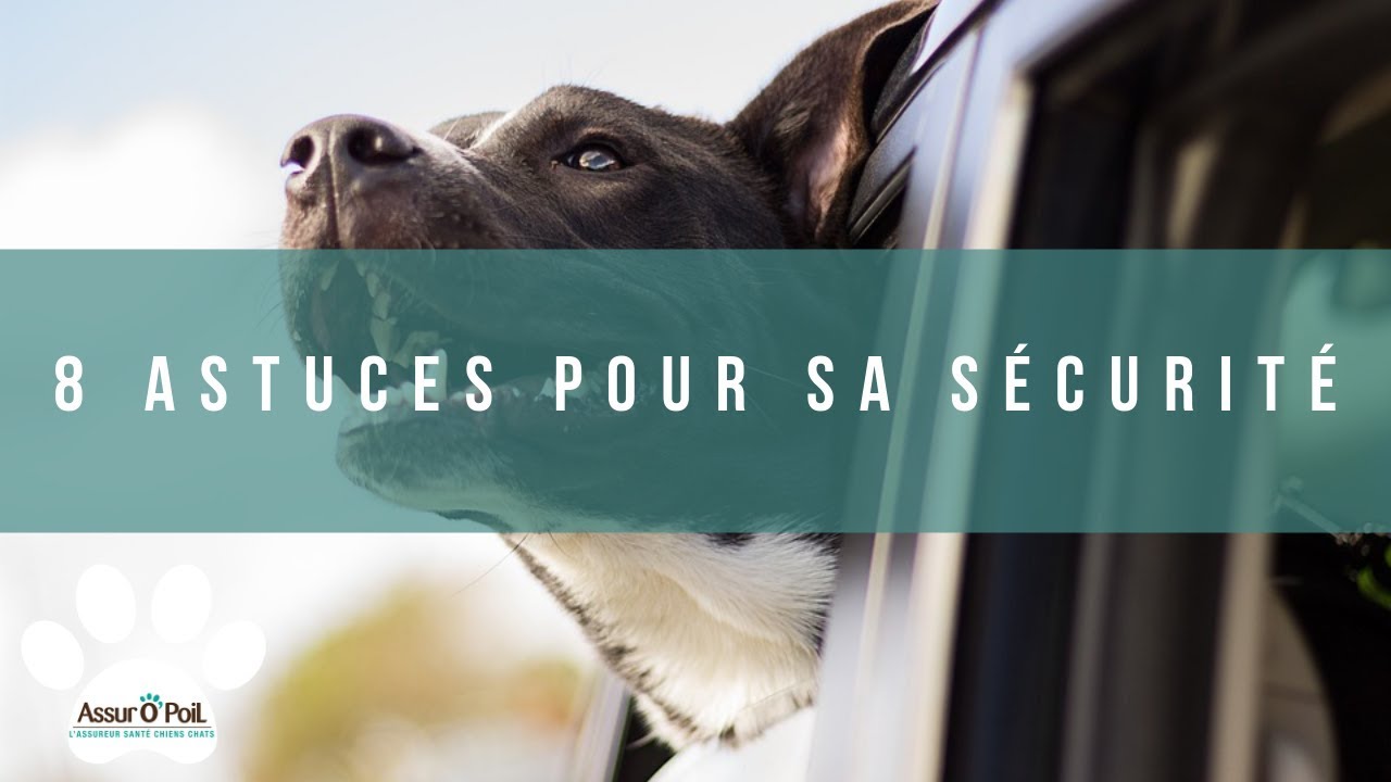 VOYAGER AVEC SON CHIEN EN VOITURE  | Assur O'Poil