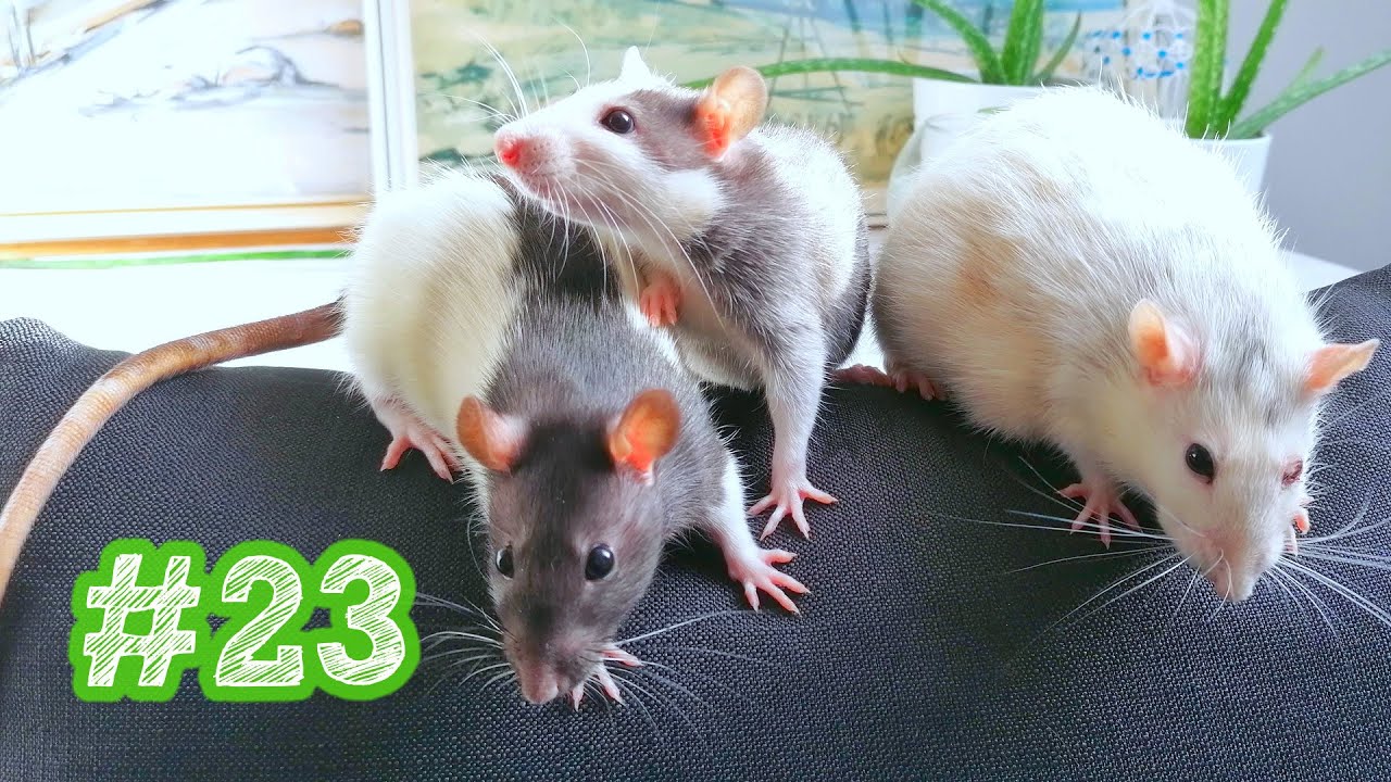 🍼 Máme dvě miminka 🐭 | Týdenní vlog #23 🎥