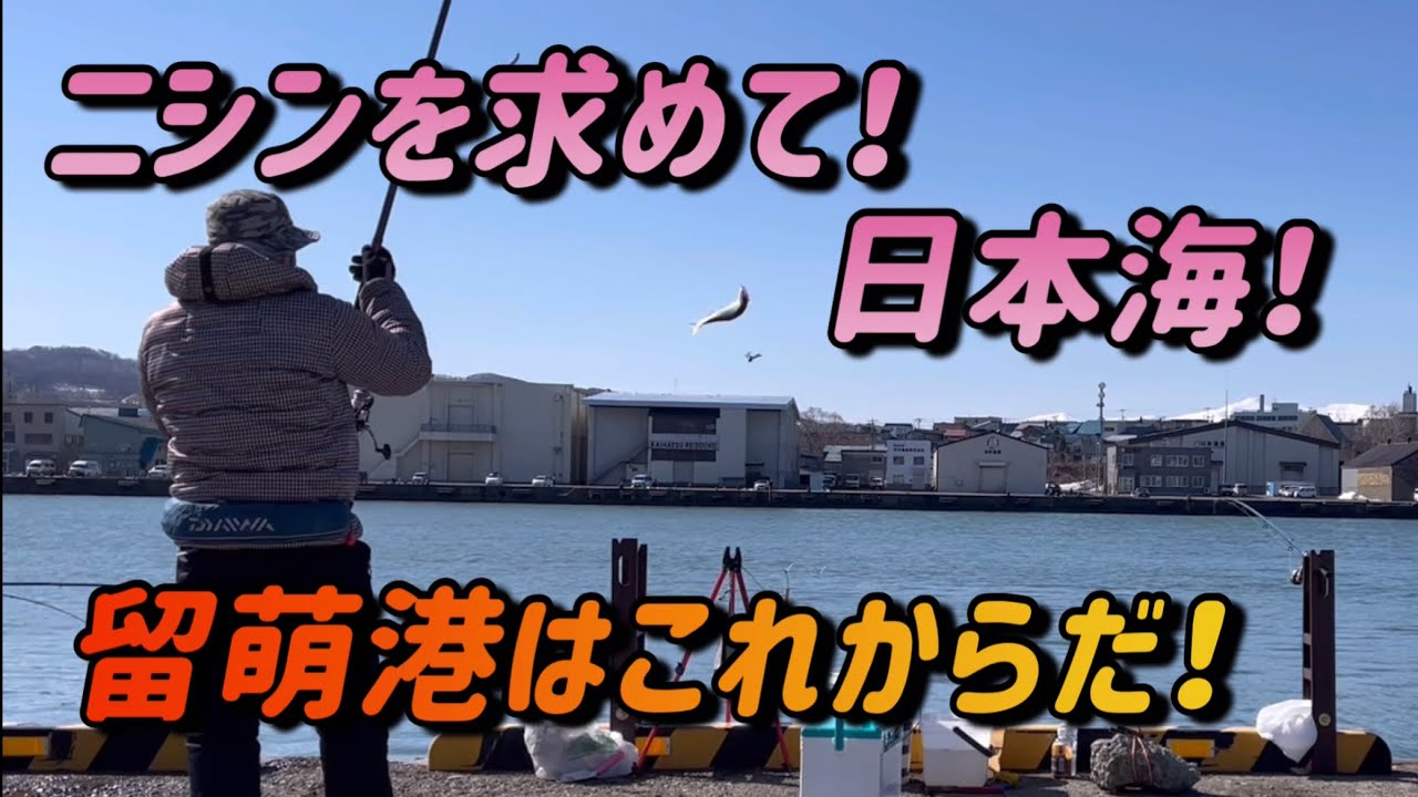 留萌港ニシンはこれから上向きなのか！浜益ホッケはいつ来るの！