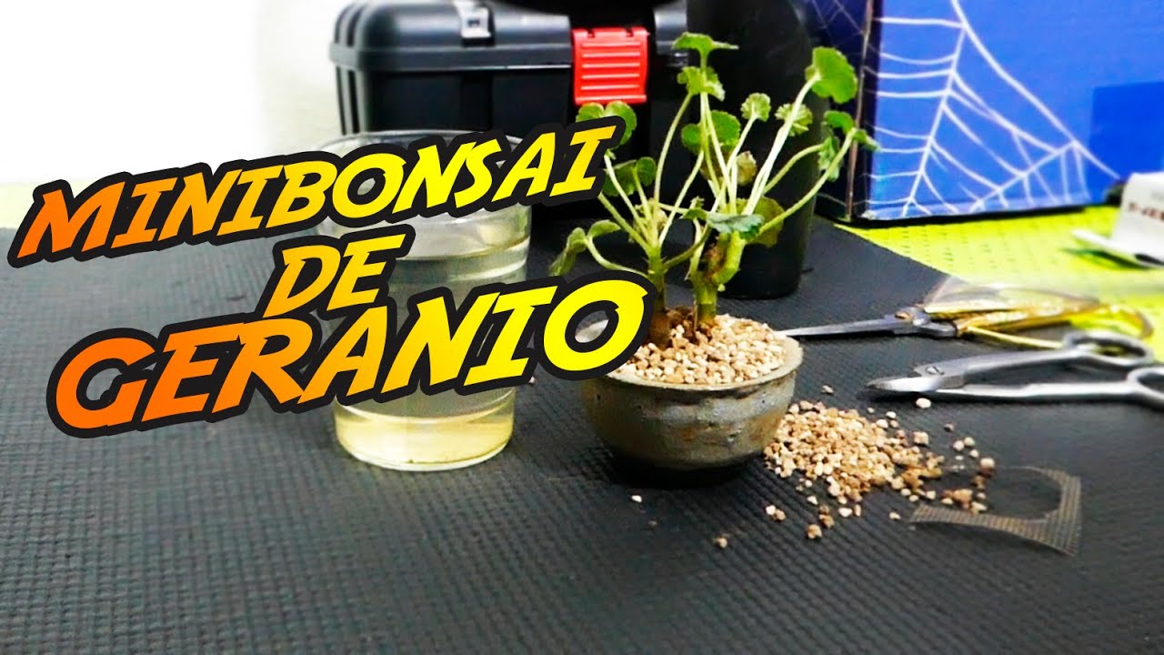 MINIBONSAI de GERANIO
