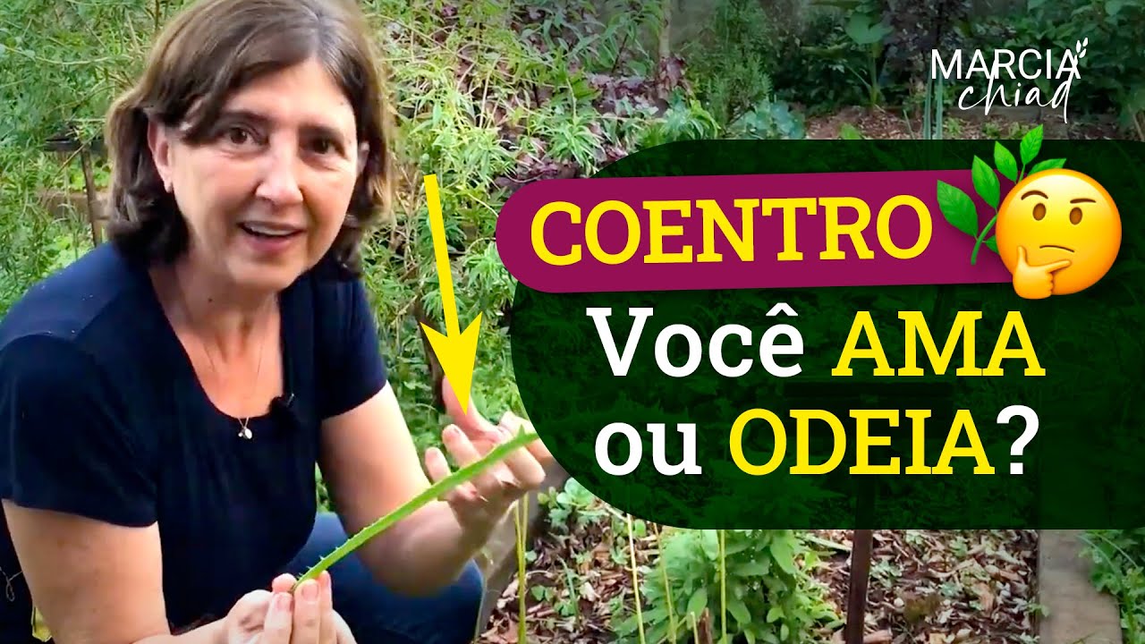 COENTRO SELVAGEM ou COMUM: COMO CULTIVAR ESSA ERVA SUPER AROMÁTICA | Horta em Casa |  Marcia Chiad
