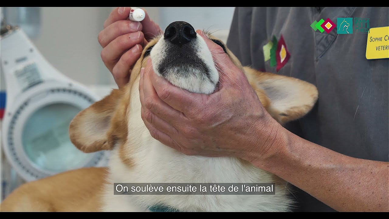 Appliquer une pommade ophtalmique