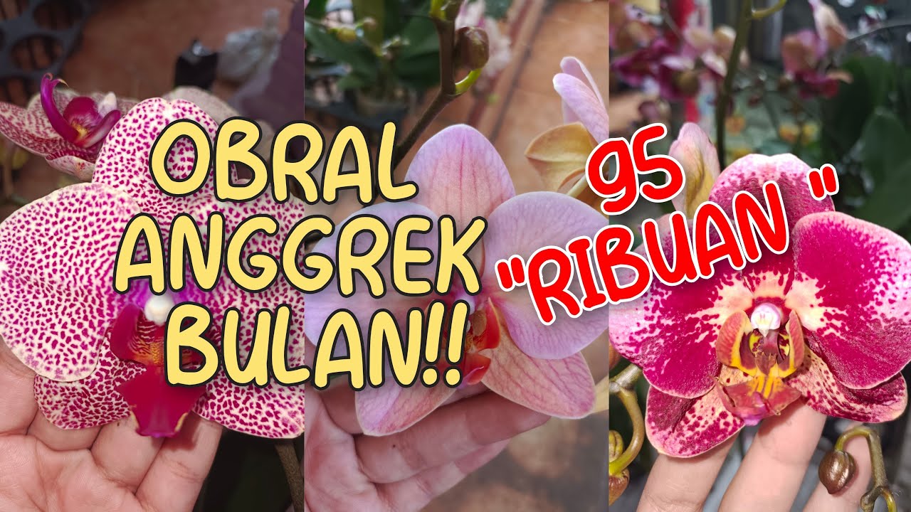 OBRAL ANGGREK BULAN 95 RIBUAN 🌷🌷 ADMIN 085655696848