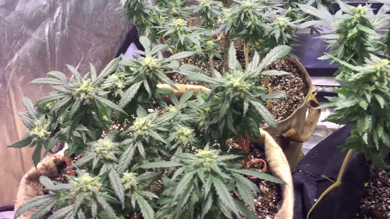 Day 35 flower