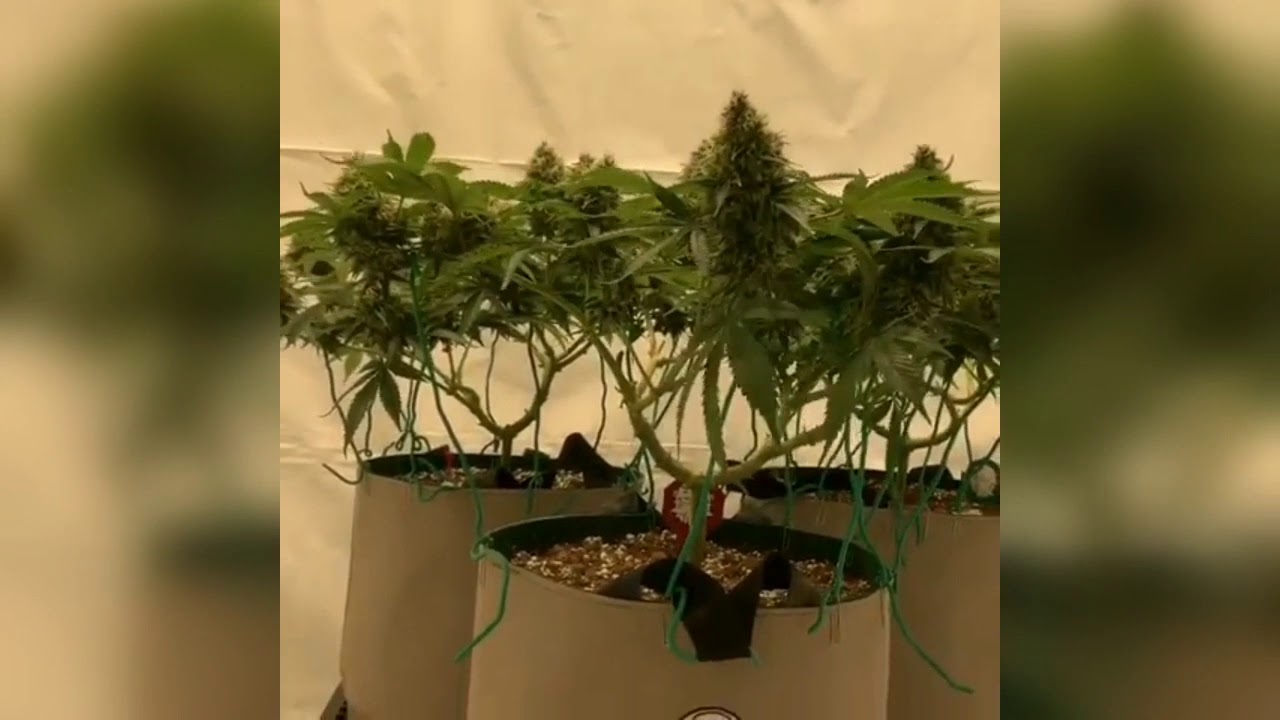 Indoor & Outdoor Grow Operations for #MMJ Cannabis Cultivation - #THC from seedling to harvest #CBD