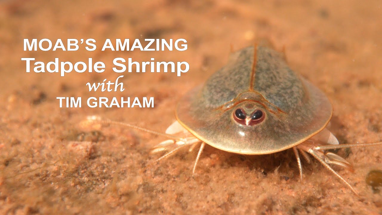 Moab's Amazing Tadpole Shrimp