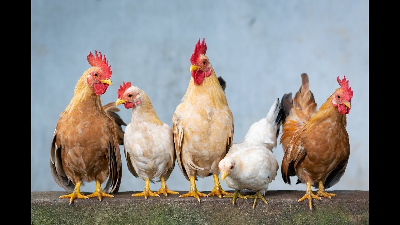Title Feathers & Flocks A Fascinating Chicken Chronicle