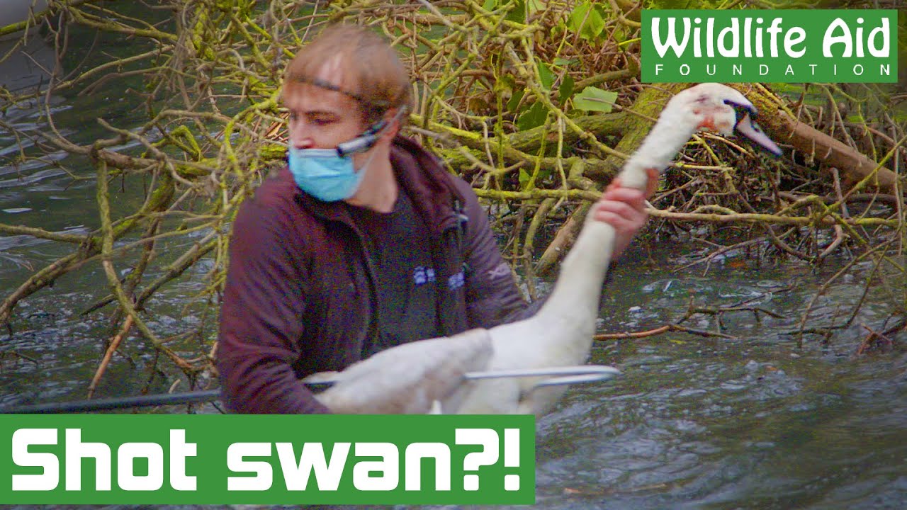 Was this swan shot in the head!?