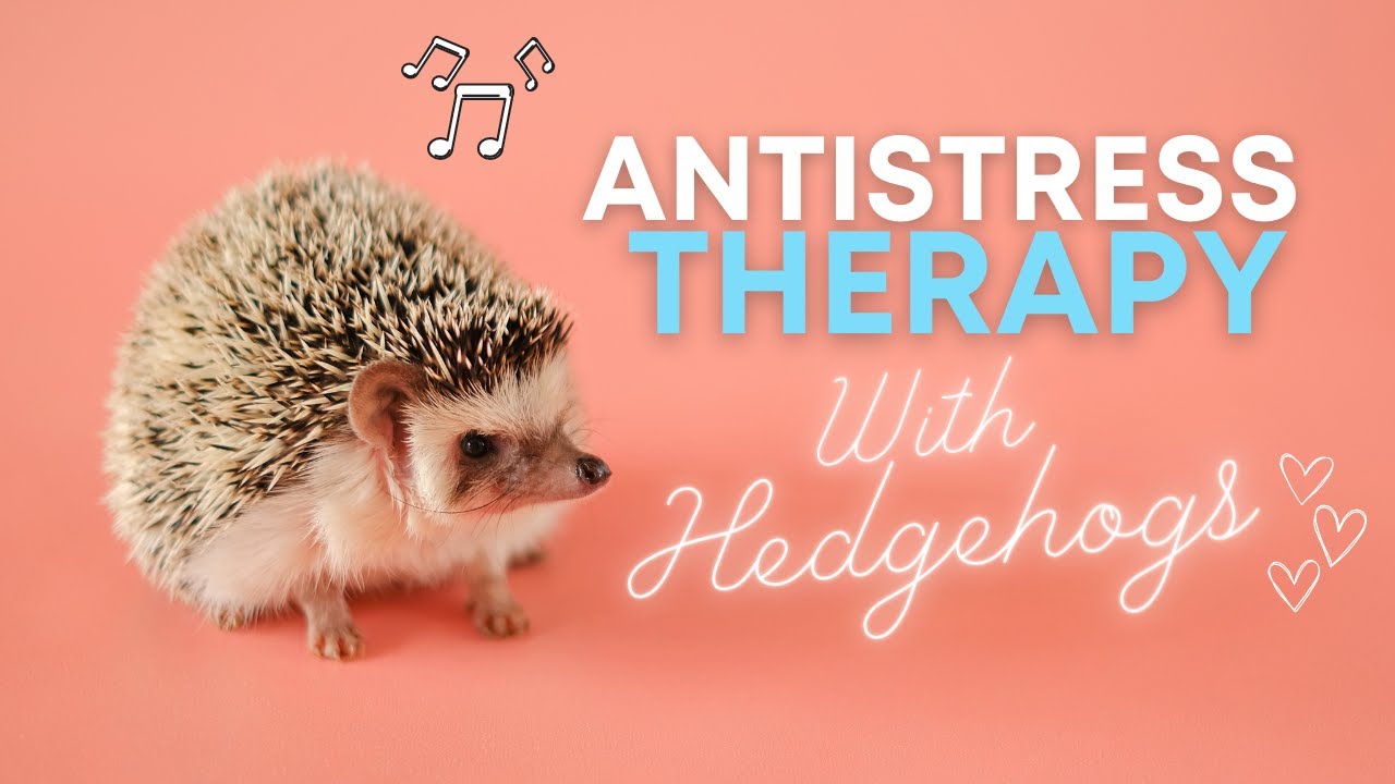 🦔 1 Hour AntiStress Therapy By Watching Cute Hedgehogs With Relaxing Music