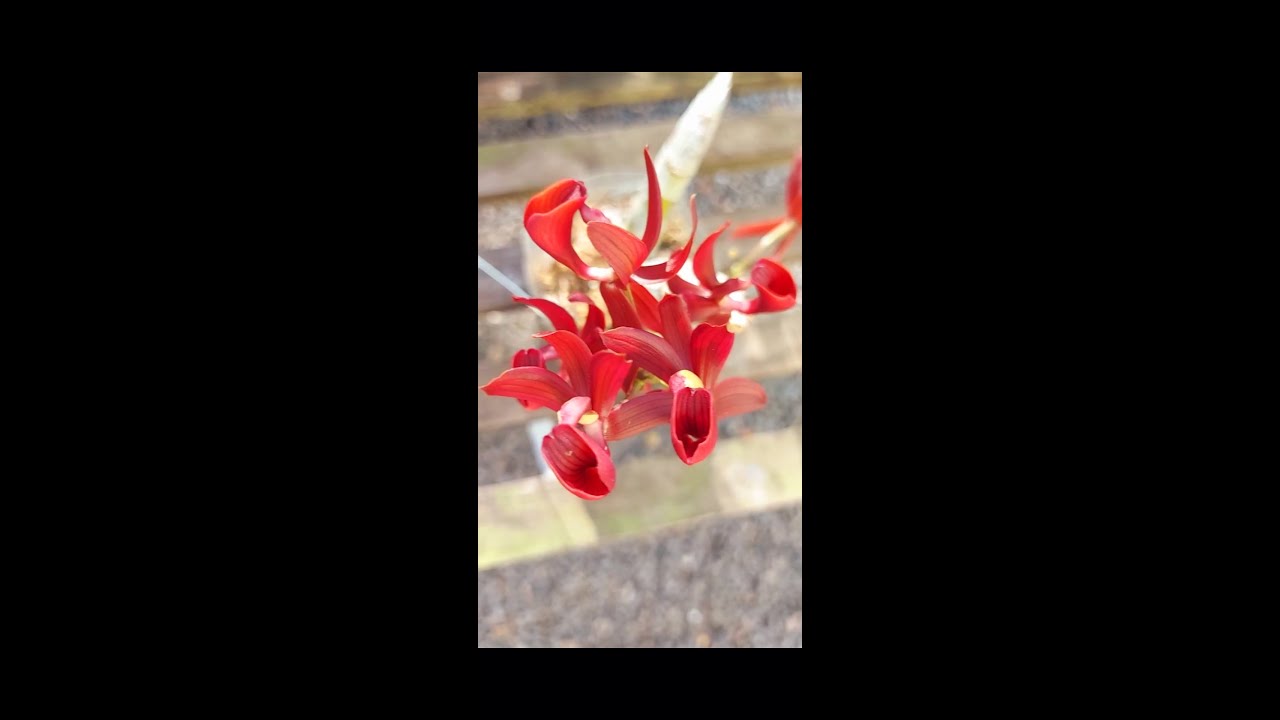 ORQUÍDEA EXÓTICA👉MORMODES☝️#catasetinea