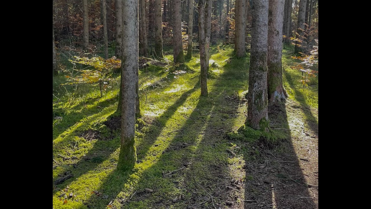 Wald2025