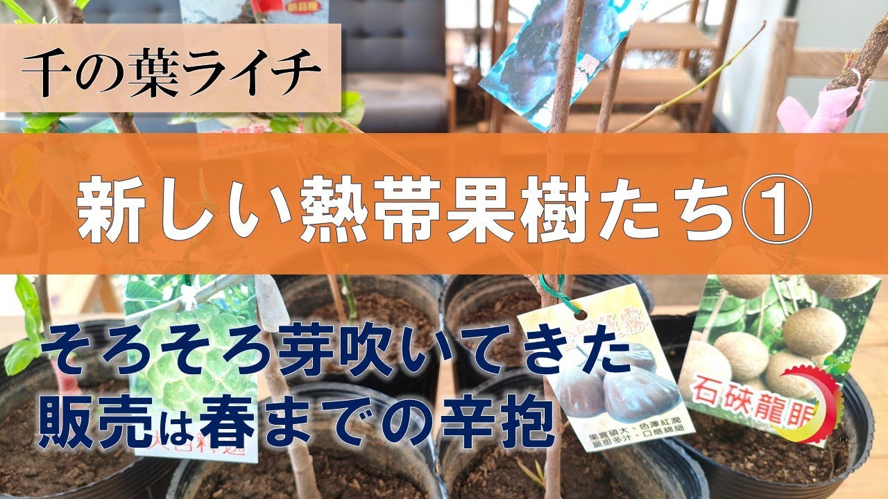 【新しい熱帯果樹たち】そろそろ芽吹いてきた！