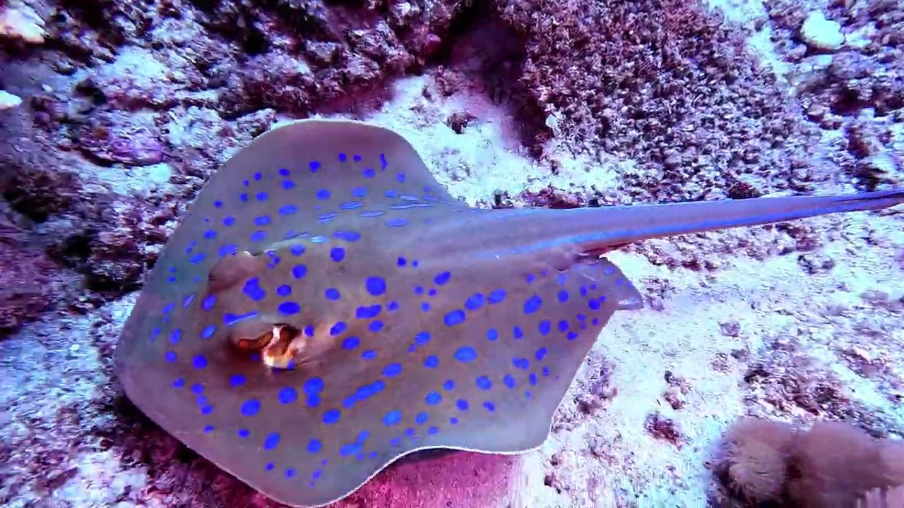 NOSY BE DIVING - 