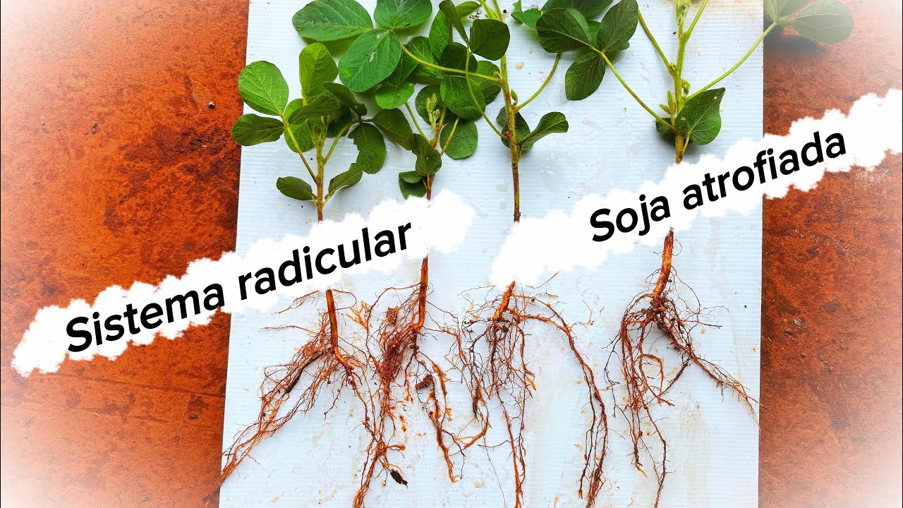 ✅ SOJA ATROFIADA - SAFRA 25/26 / REGIÃO NOROESTE DO PARANÁ.🇧🇷⛈️