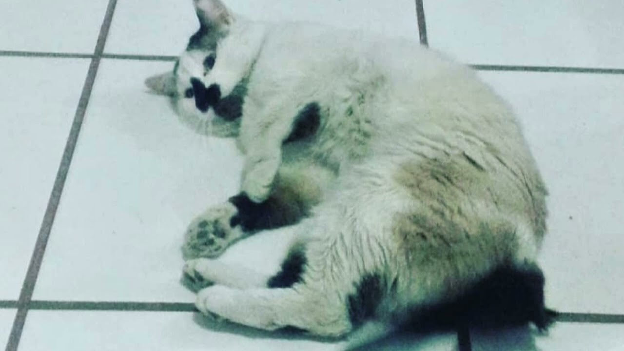 Gato